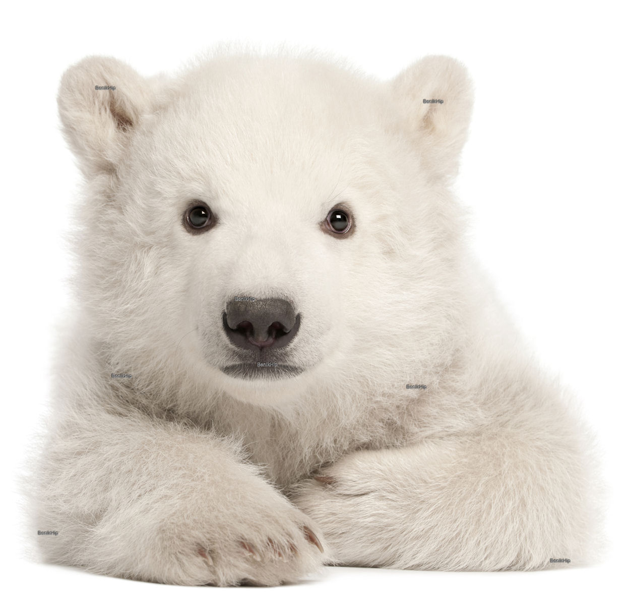 Strijkapplicatie ijsbeer, witte beer